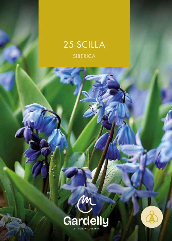 Nelson Garden Scilla, Siberica høstløk 25 v:9584267 Nelson Garden Scilla, Siberica høstløk 25 v:9584267