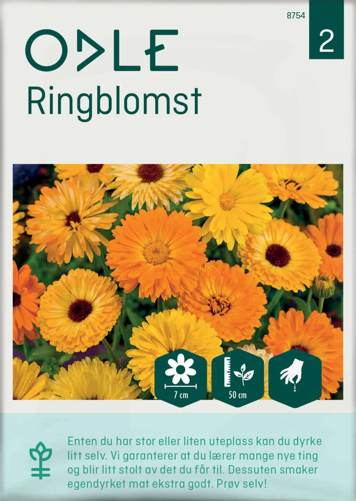 Odle ringblomst frø v:4454509