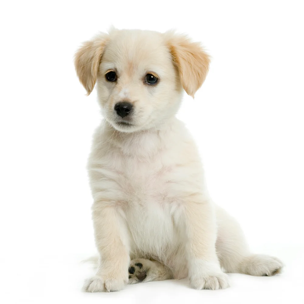 HUNTONIT TREFIBERPL PUPPY v:4728453 HUNTONIT TREFIBERPL PUPPY v:4728453