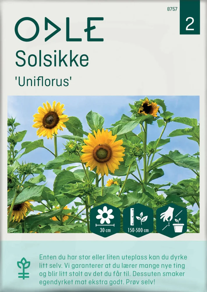 Odle 'Uniflorus' solsikke frø v:7751836